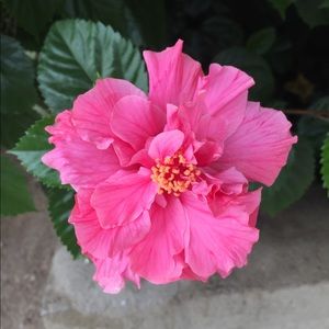 Meet your Posher, Sophia